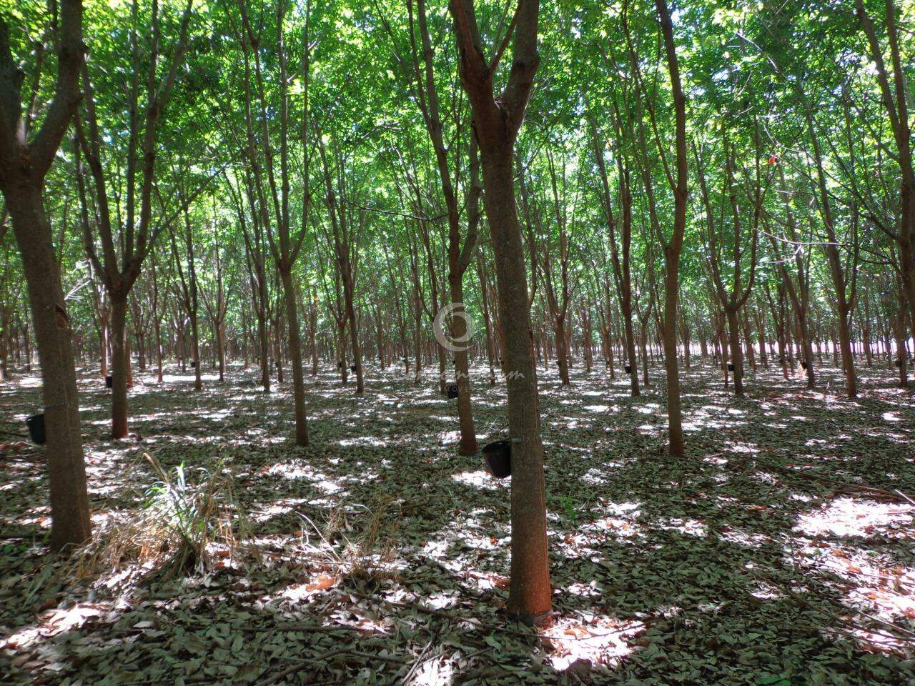 Fazenda / Sítio / Chácara  à venda, 201m² — foto 7 de 18