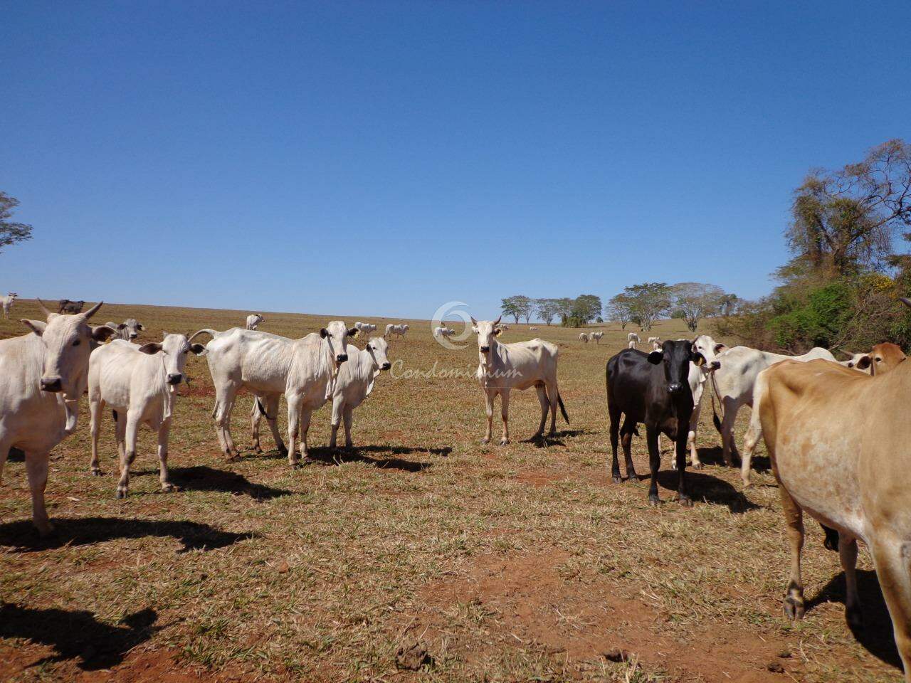 Fazenda / Sítio / Chácara  à venda, 201m² — foto 11 de 18