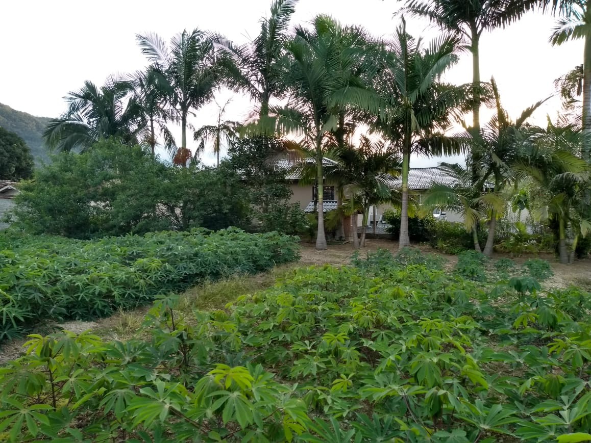 Chácara à venda no Garibaldi: 