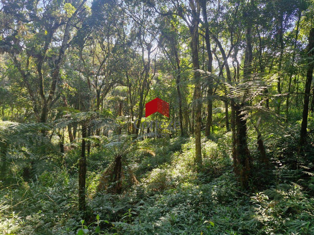 Área Rural para à venda no Borda do Campo em São José dos Pinhais - 19852: 