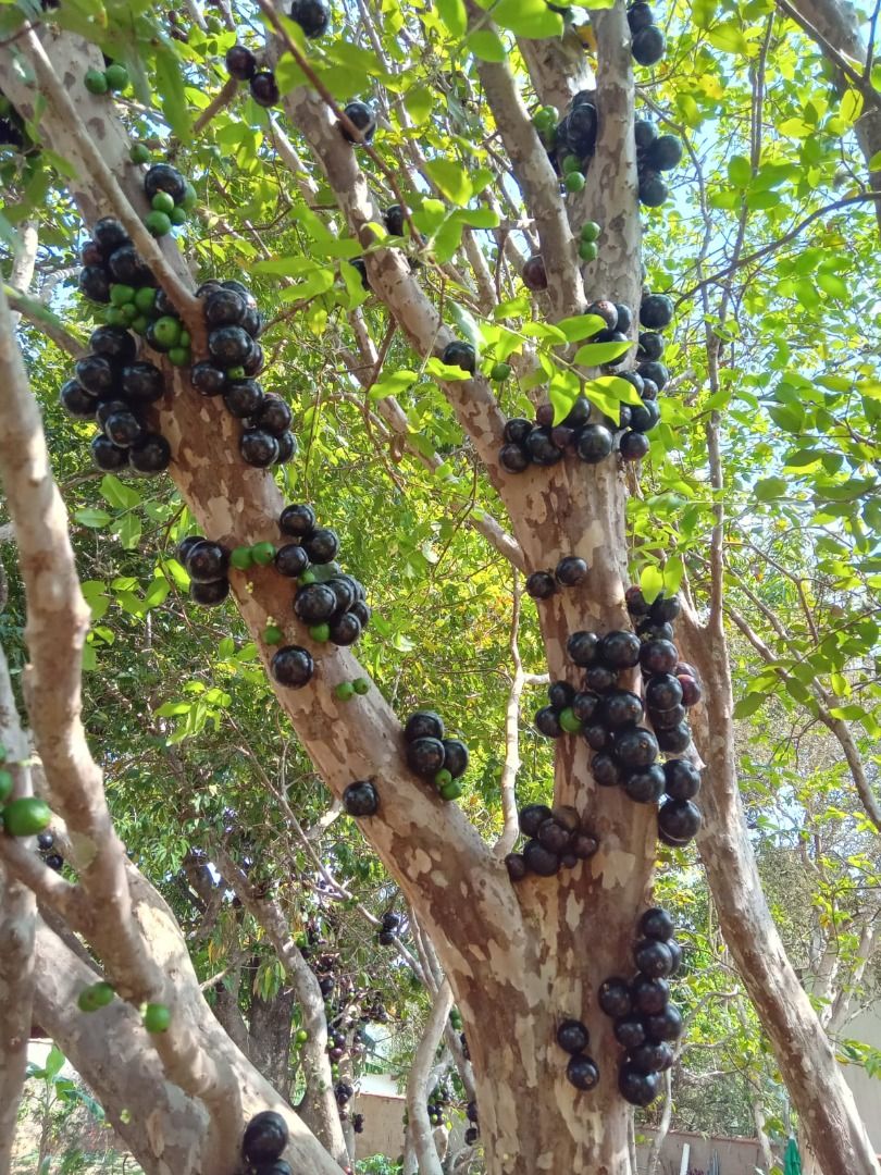 Casa de condomínio à venda no Condomínio Zuleika Jabour: