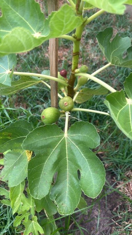 Casa de condomínio à venda no Terras de Mont Serrat:
