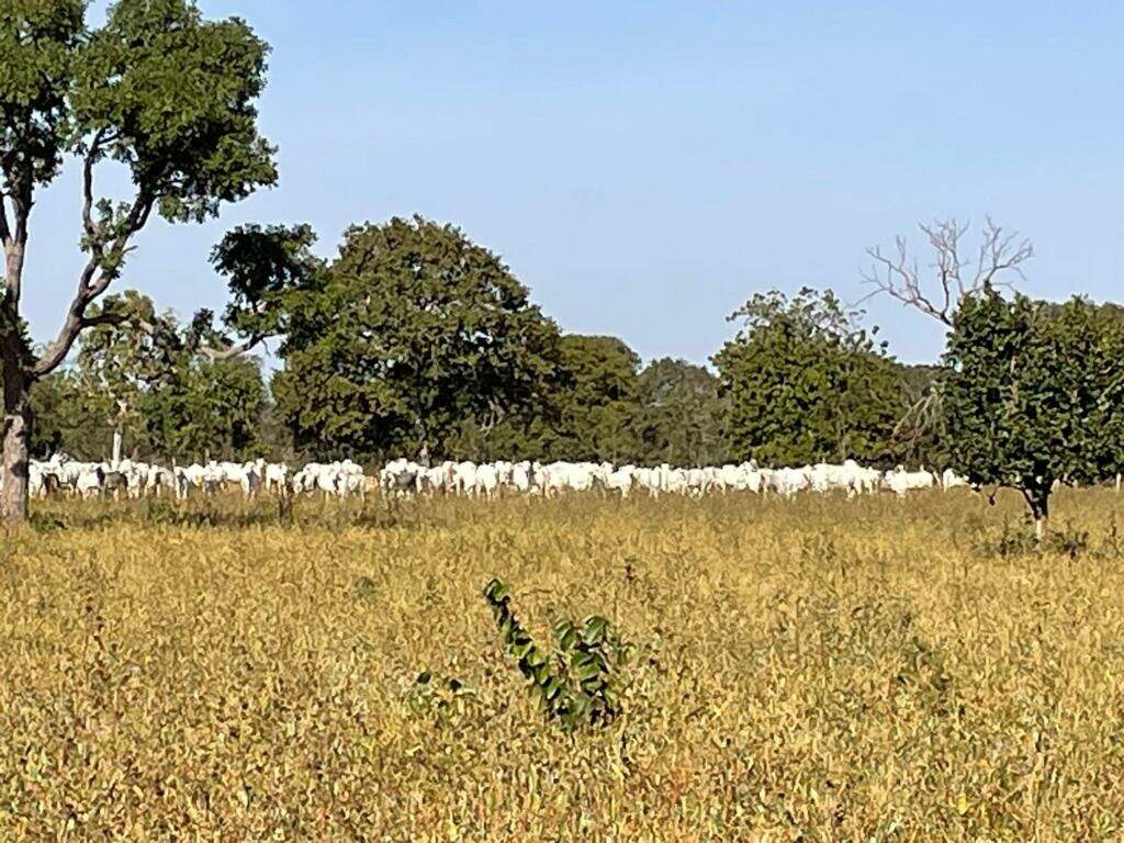Fazenda à venda no Zona Rural: 