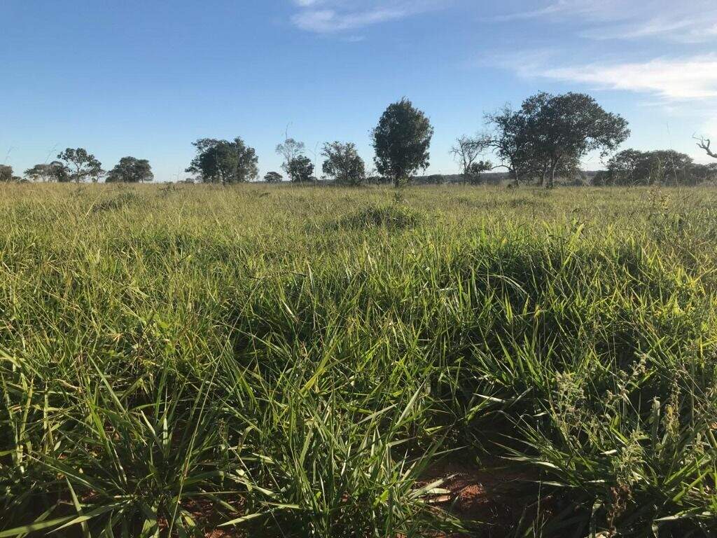 Fazenda à venda no Zona Rural: 