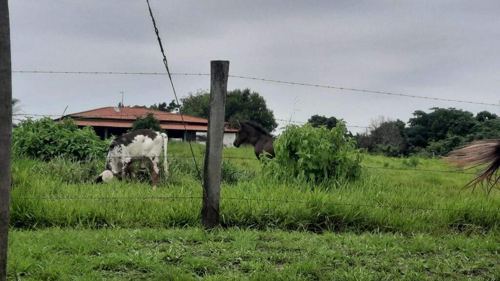 Sítio à venda no Centro (Tupi): 