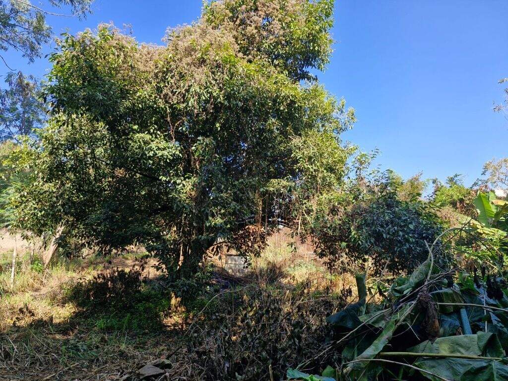 Terreno à venda no Godinhos: 