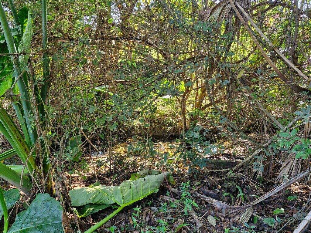 Terreno à venda no Godinhos: 