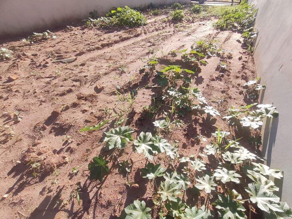 Terreno à venda no Água Branca: 