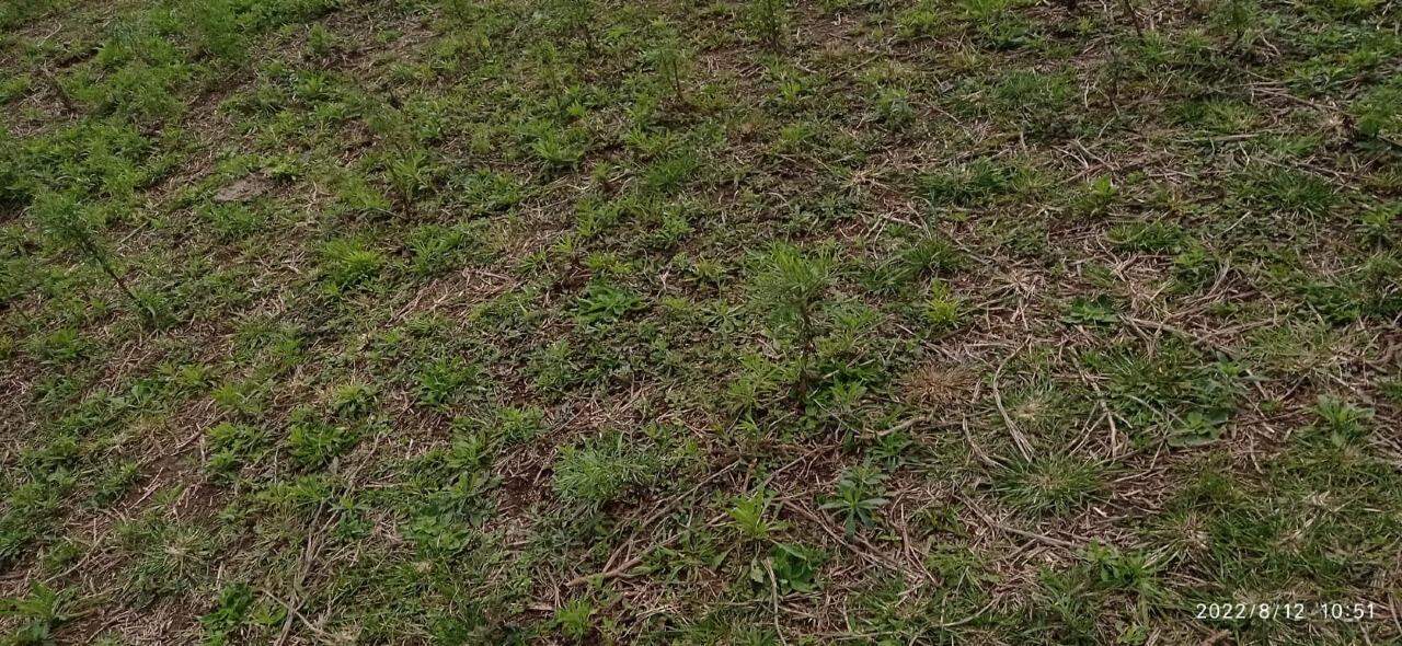 Fazenda à venda no SANTO ANTONIO: 