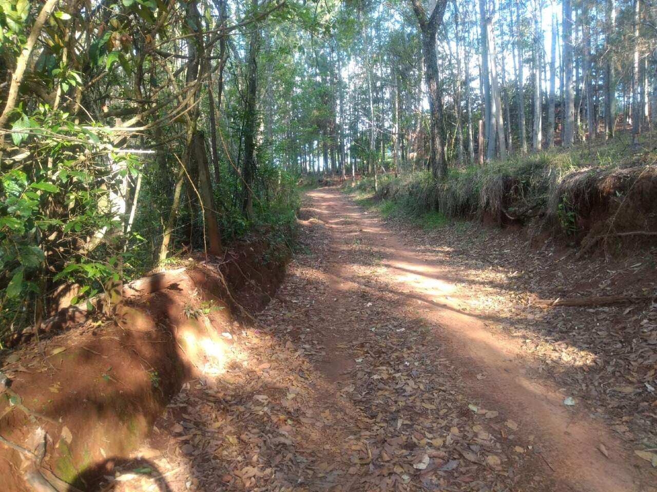Sítio à venda no Morro Chato: 