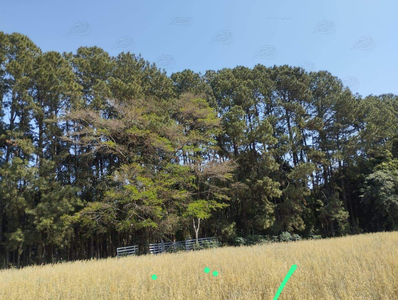 Chácara à venda no CERRADO: 