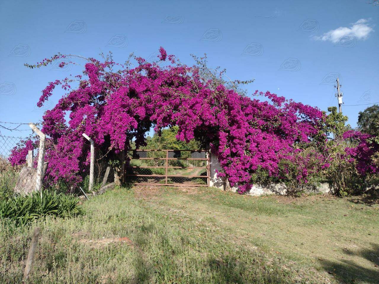 Sítio à venda no Santa Cruz dos Lopes: 