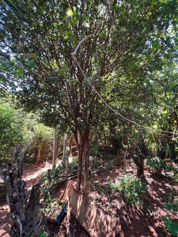 Chácara à venda no Bairro Pedra Branca: 
