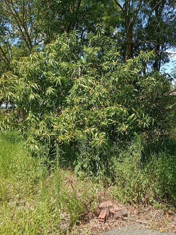 Chácara à venda no Bairro Pedra Branca: 