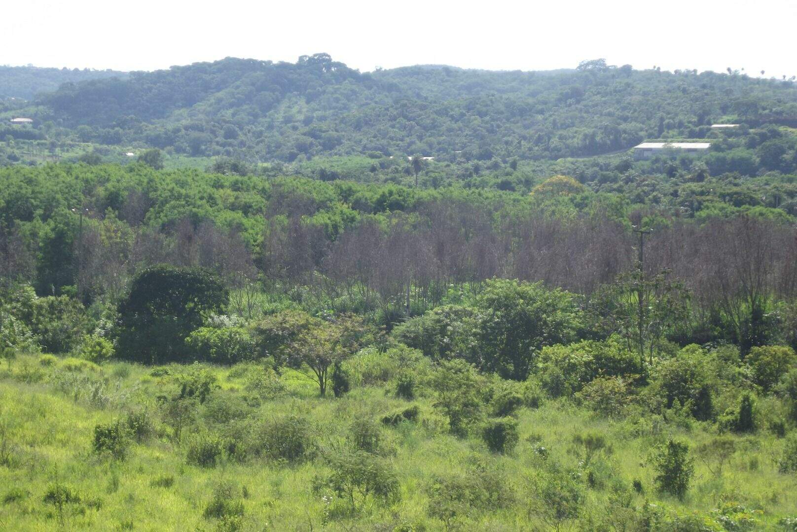 Terreno, 4 hectares - Foto 18