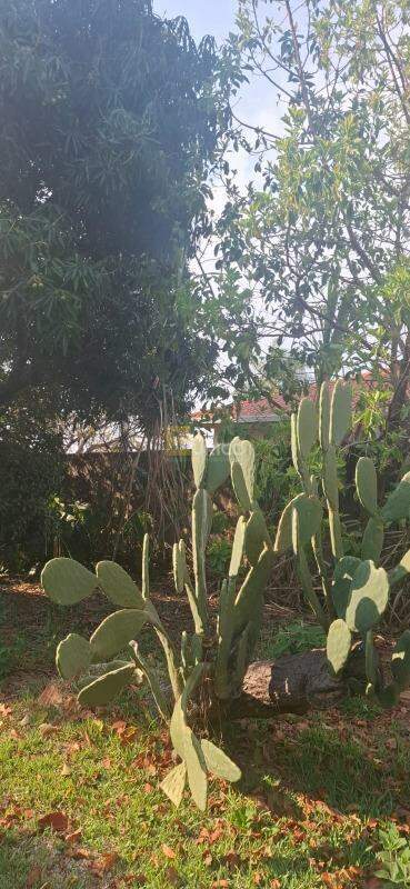 Chácara à venda no Apaga Fogo em Valinhos/SP: 