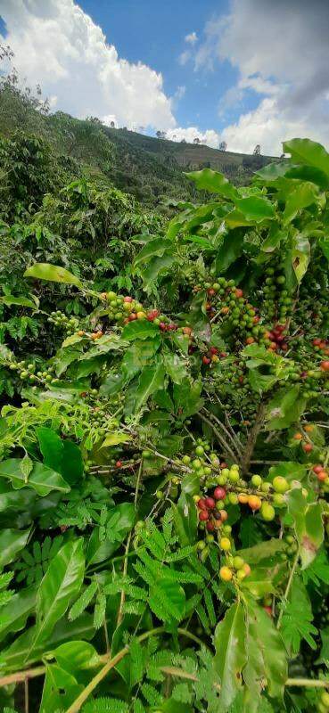 Sítio à venda no Área Rural de Guaxupé em Guaxupé/MG: 