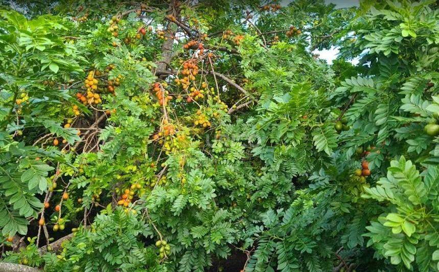 Chácara à venda no Reforma Agrária em Campinas/SP: