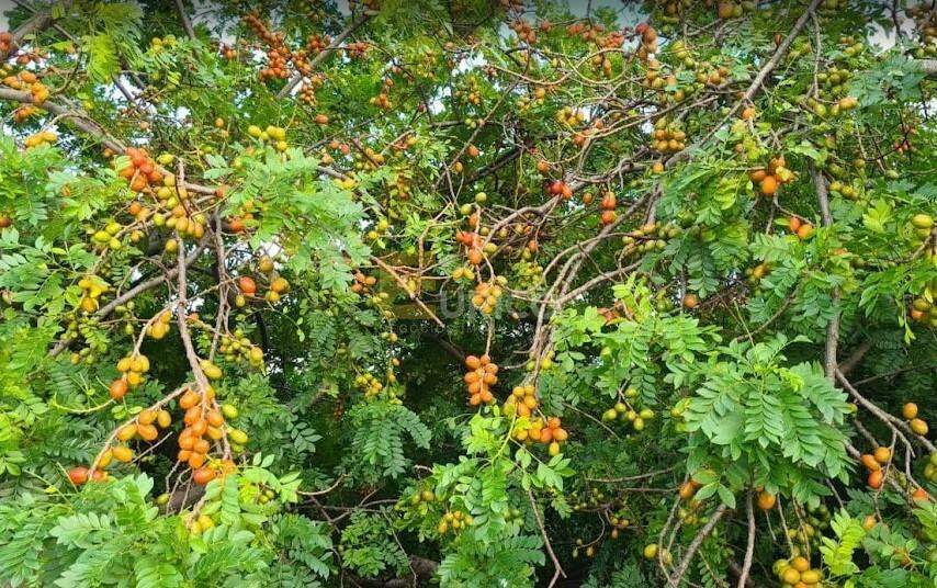 Chácara à venda no Reforma Agrária em Campinas/SP:
