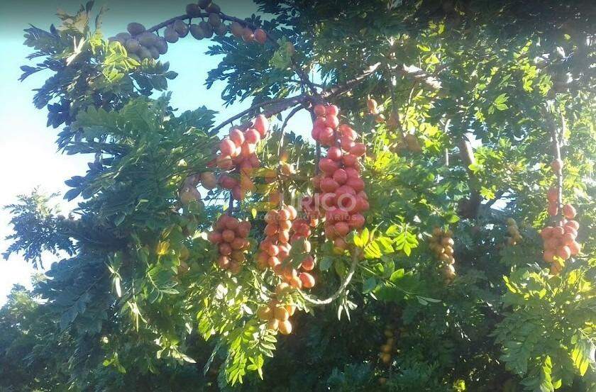 Chácara à venda no Reforma Agrária em Campinas/SP: