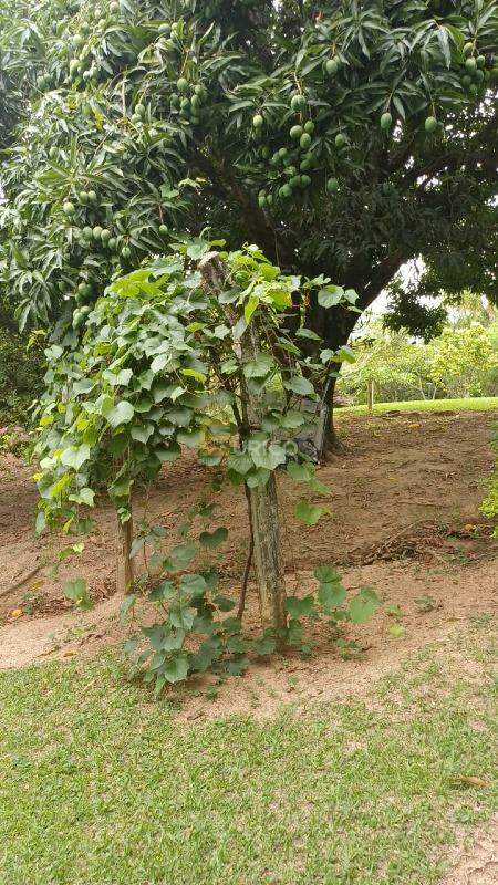Terreno à venda no Parque dos Cafezais II em Itupeva/SP: 