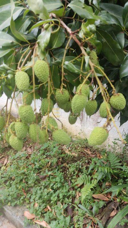Chácara à venda no Vale Verde em Valinhos/SP: 