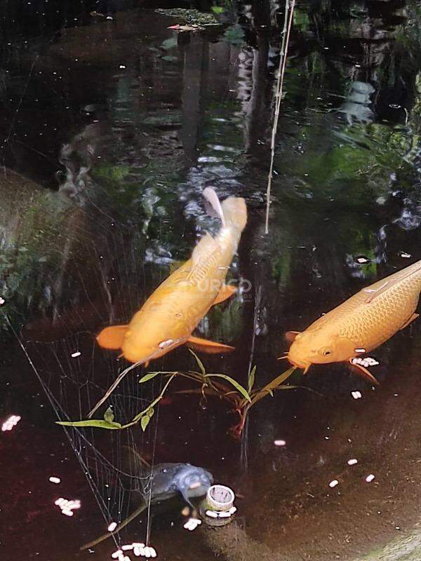 Chácara à venda no Vale Verde em Valinhos/SP: 