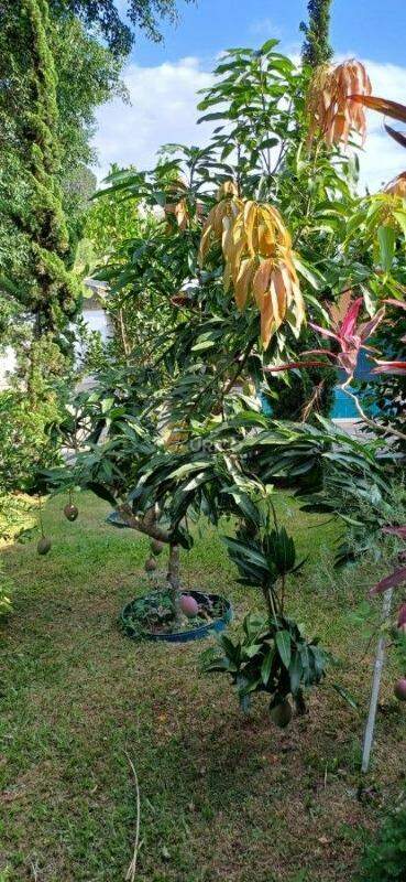 Casa à venda no Jardim Sagrado Coração de Jesus em Jundiaí/SP: