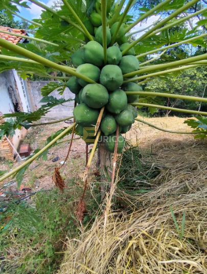 Terreno à venda no Bairro da Mina em Itupeva/SP: 