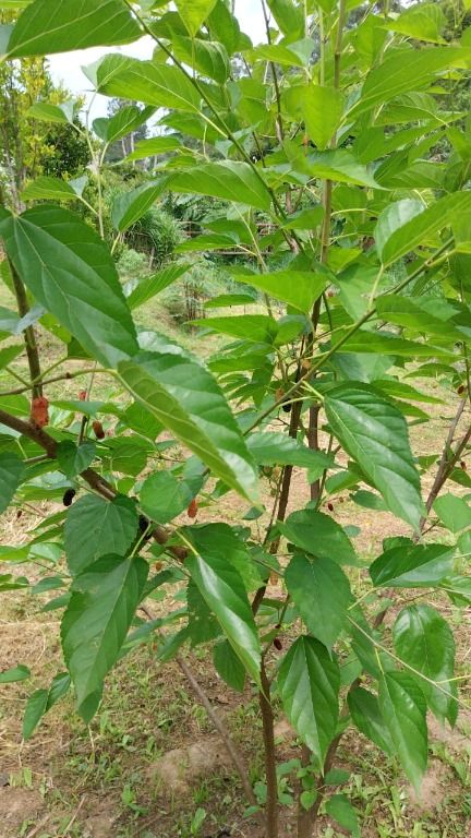 Chácara à venda no Paineiras: 