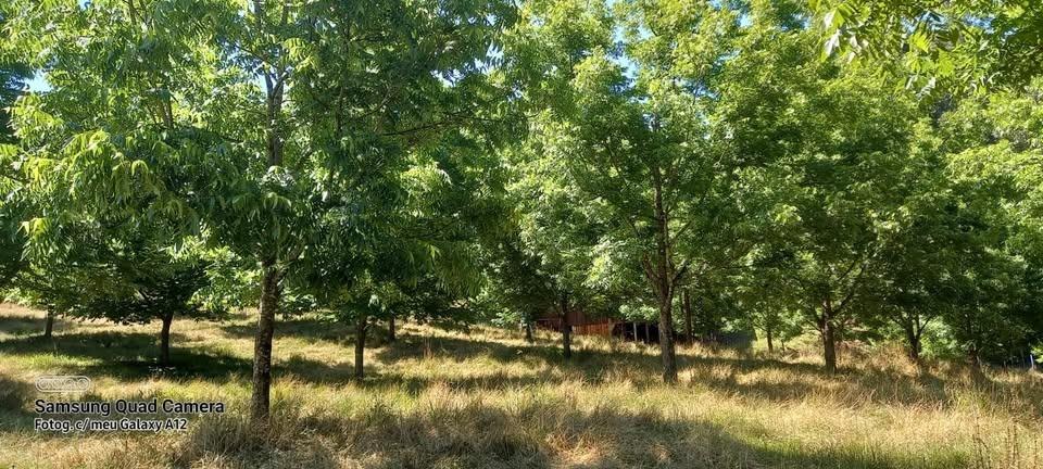 Sítio à venda no Parobé Baixo: 