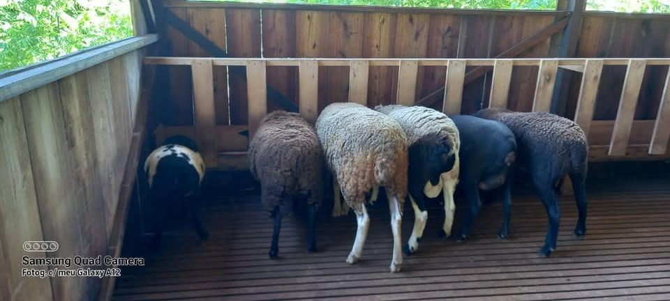 Sítio à venda no Parobé Baixo: 