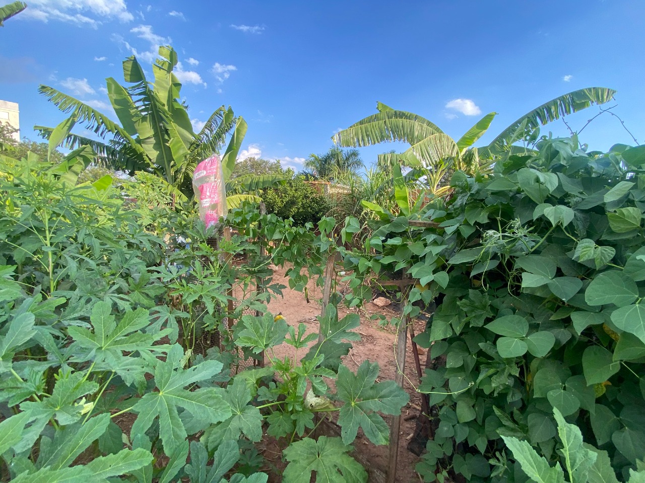 TERRENO à venda no JARDIM RESIDENCIAL RECANTO ALVORADA: 