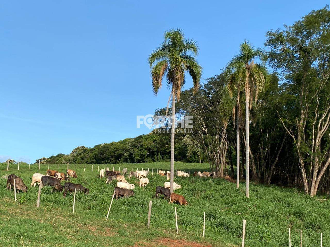 Rural à venda no Área Rural: 