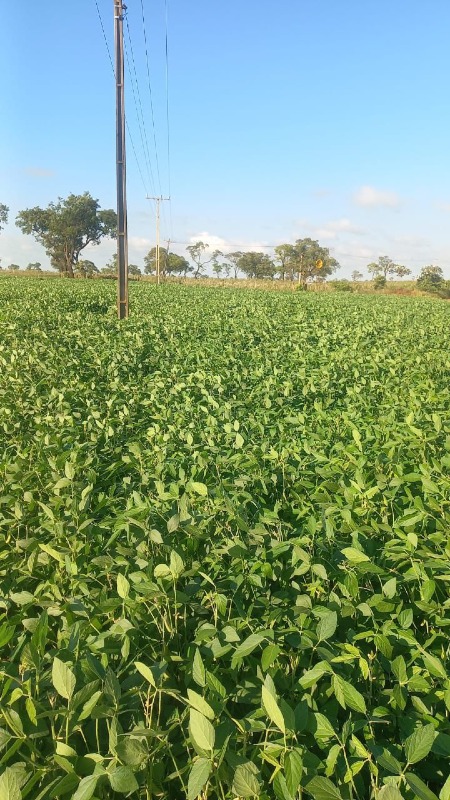 Sítio à venda no CORONEL SAPUCAI: 