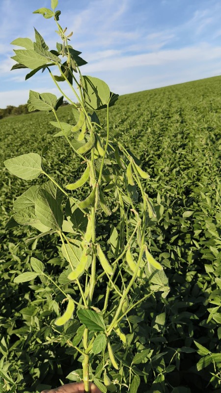 Sítio à venda no CORONEL SAPUCAI: 