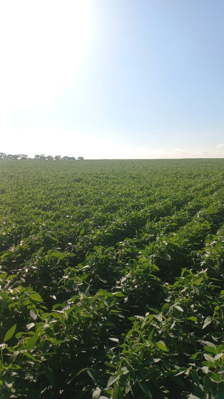 Sítio à venda no CORONEL SAPUCAI: 