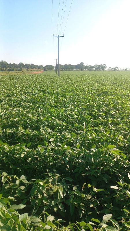 Sítio à venda no CORONEL SAPUCAI: 