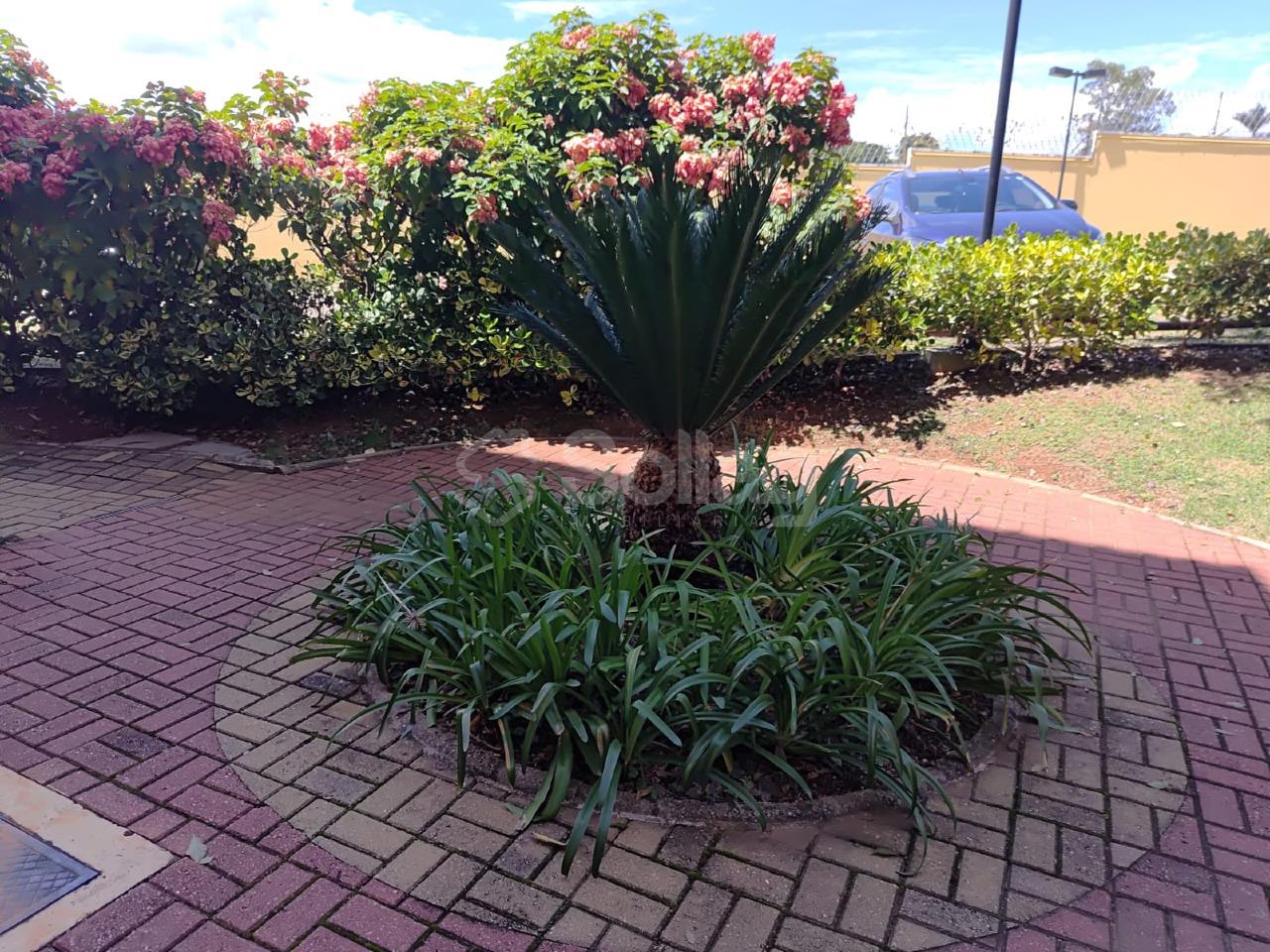 Apartamento para aluguel no Pinheirinho: 