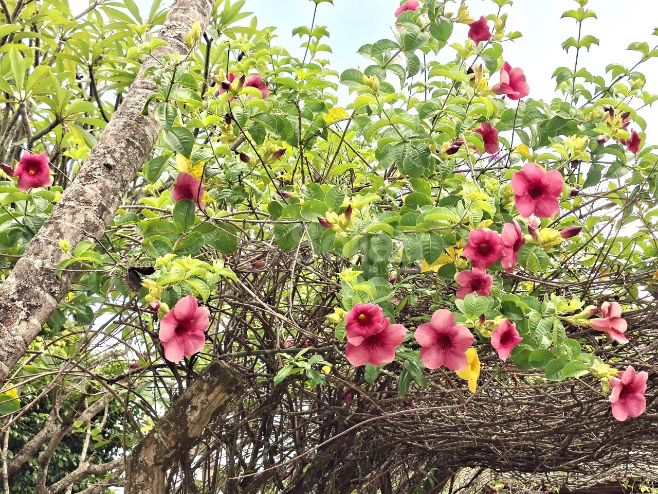 Casa em condomínio à venda no Condomínio Vale da Santa Fé: 