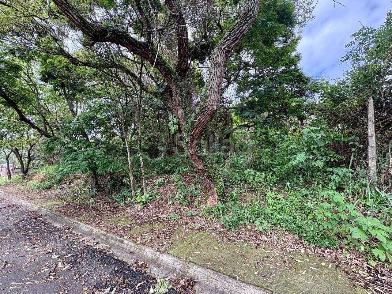 terreno à venda no Bosque: