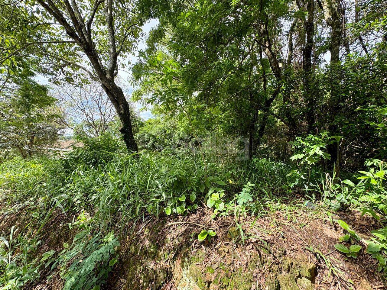 terreno à venda no Bosque: