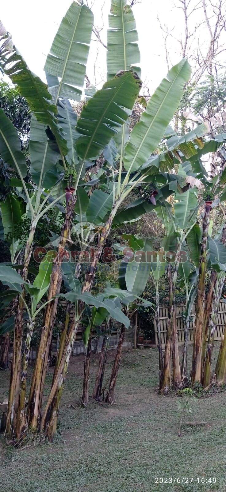 Chácara à venda no CONDOMÍNIO CHÁCARA MONTE VERDE: Foto 04