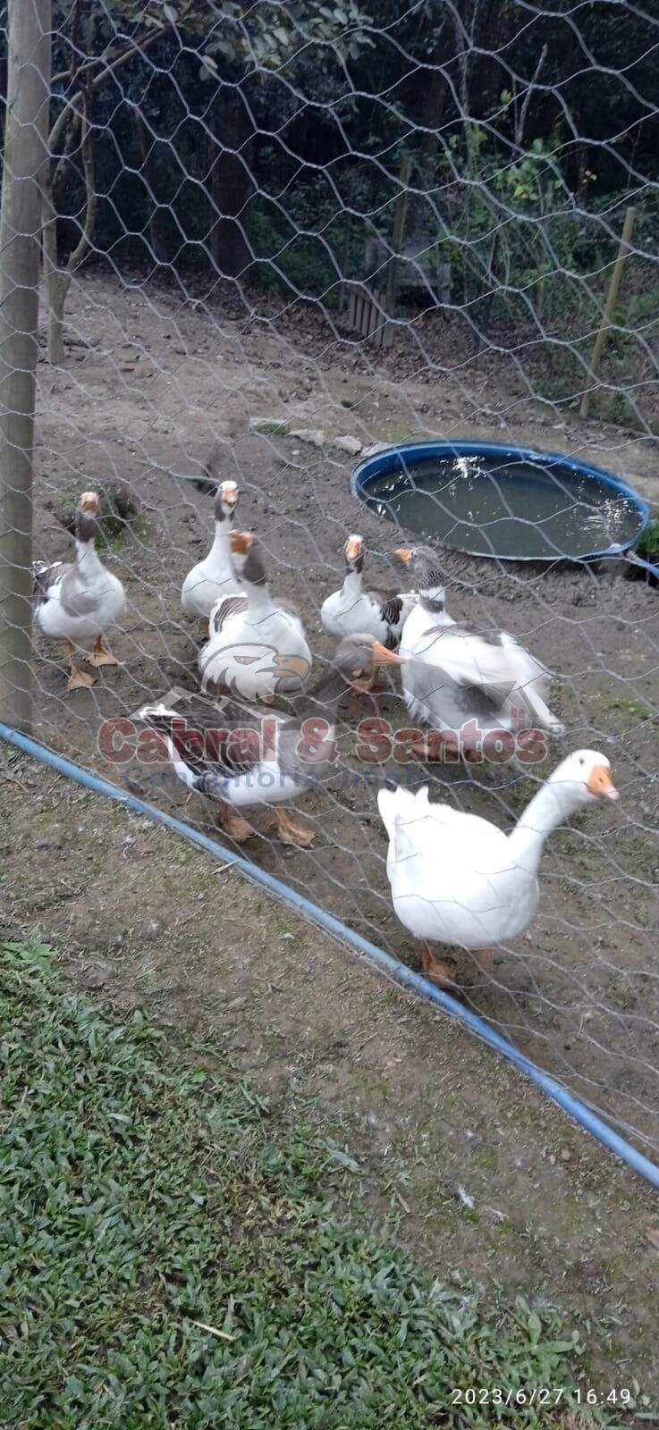 Chácara à venda no CONDOMÍNIO CHÁCARA MONTE VERDE: Foto 03