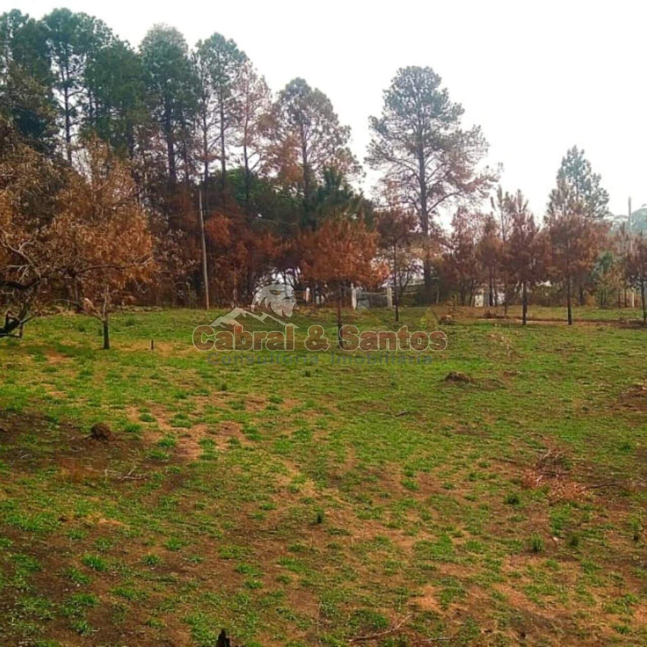 AREA à venda no POTRIBU DE CIMA: Foto 03