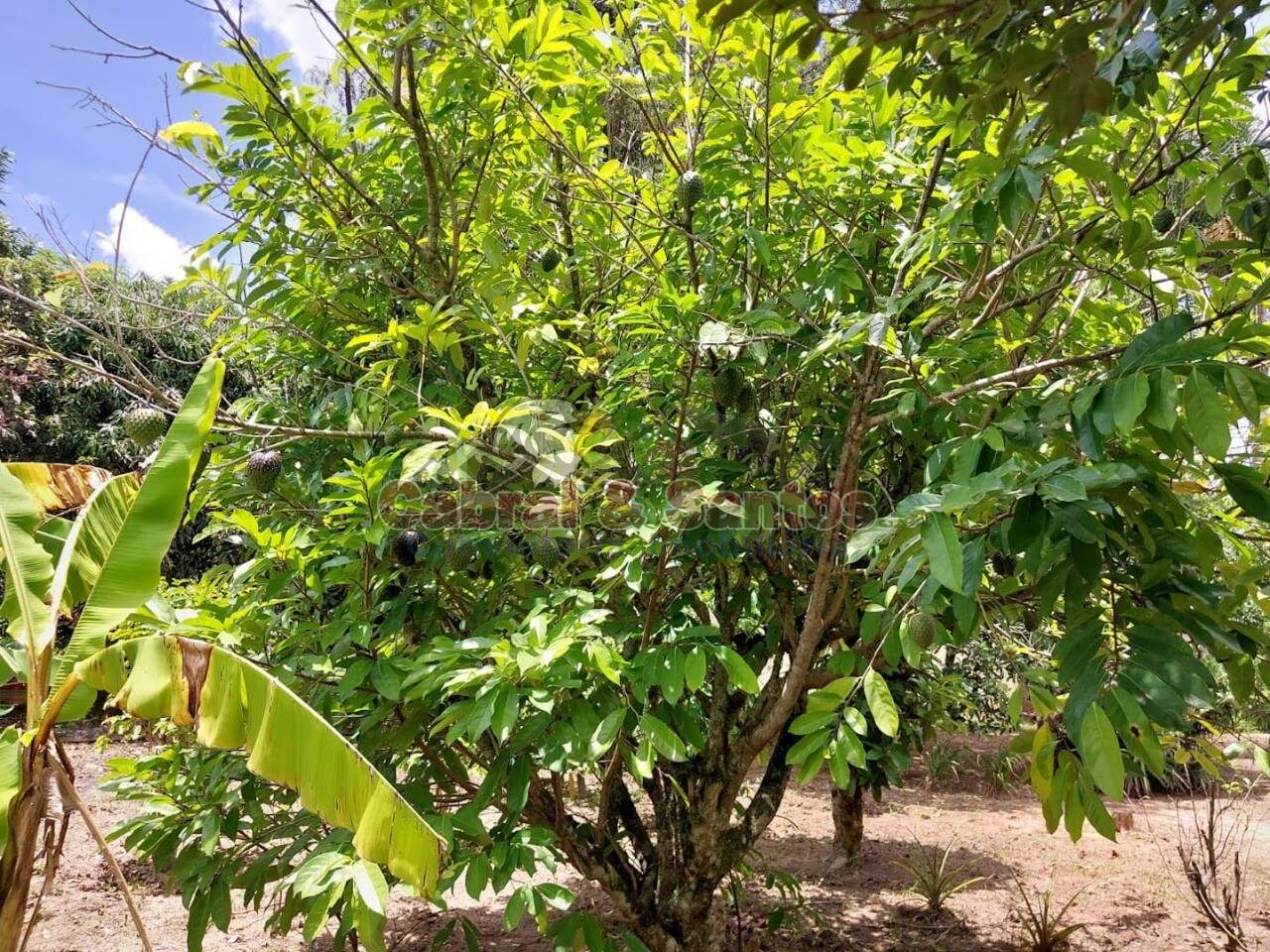 Chácara à venda no QUERÊNCIA DO TURVO: Foto 07