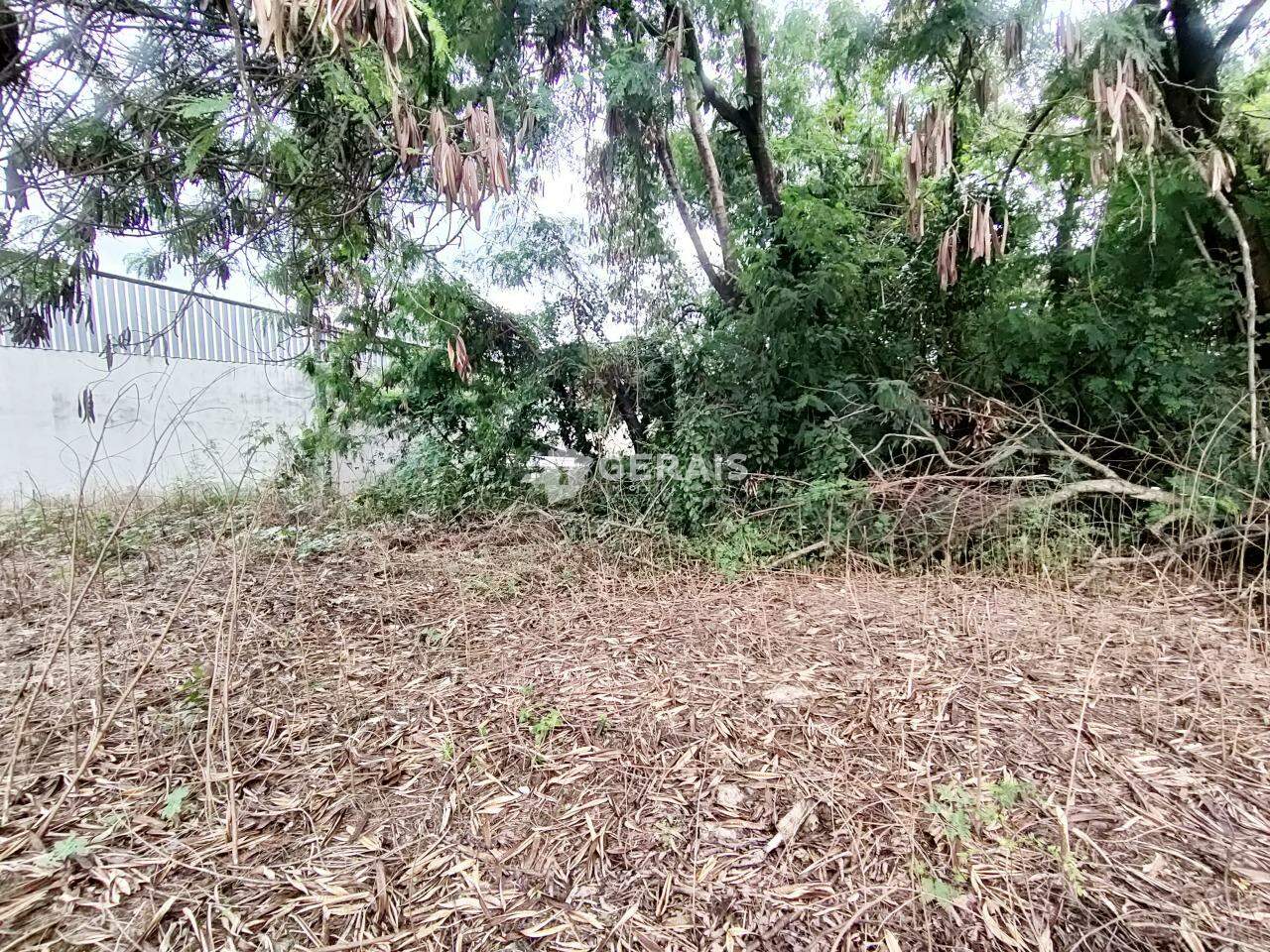 Lote para aluguel no IPIRANGA: 03- LOTE