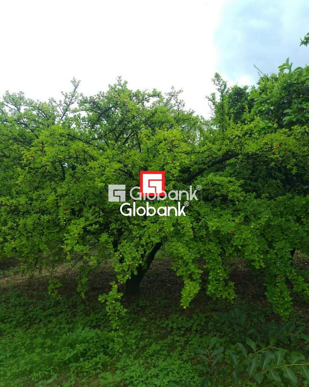 Chácara 4 quartos à venda Área Rural de Montes Claros 0m² Montes Claros MG: | Foto_migracao | 5