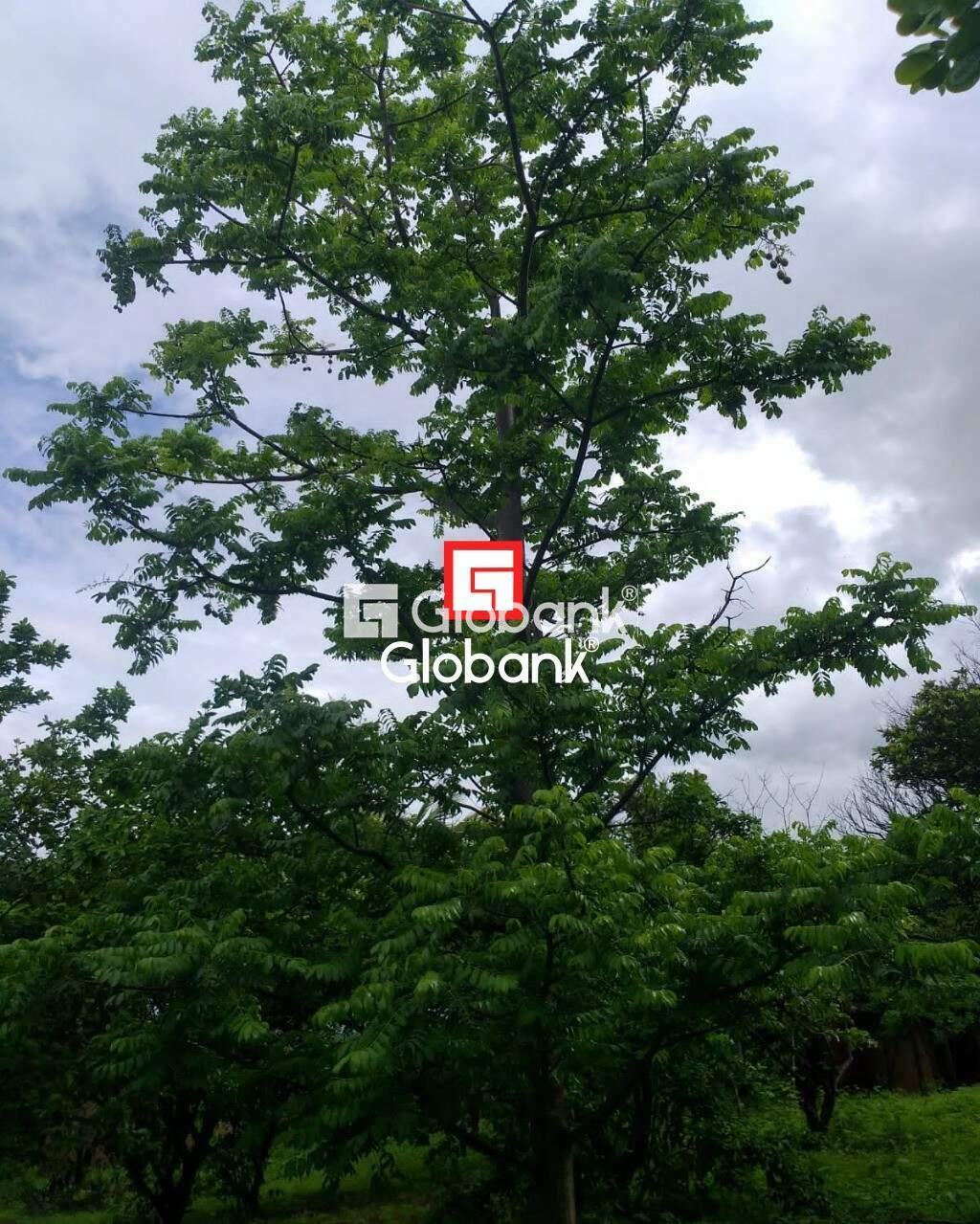 Chácara 4 quartos à venda Área Rural de Montes Claros 0m² Montes Claros MG: | Foto_migracao | 2