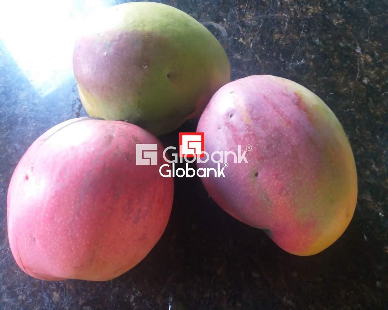 Chácara 4 quartos à venda Área Rural de Montes Claros 0m² Montes Claros MG: | Foto_migracao | 3